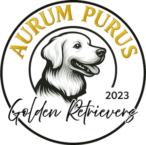 Aurum Purus Golden Retrievers  